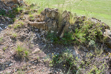 Natural background of green grass growing on the edge of the rock.