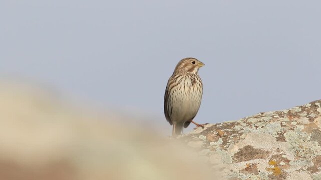 Corn Bunting (Emberiza calandra) is a songbird. It is common in Turkey.