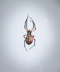 Close up of the underside  of a large yellow garden spider walking on a web string