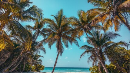 Fototapeta premium palm trees on the beach