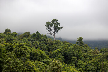 Lush green mountain landscape with taller trees and mist after rain. The vibrant greenery of the trees contrasts beautifully with the soft ethereal fog.