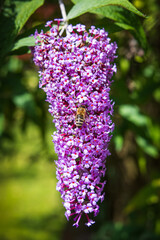 Rispe mit Blüten vom Schmetterlingsflieder mit Biene