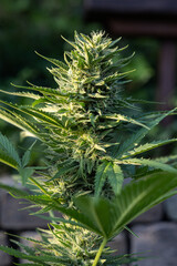 Bl&uuml;te einer Cannabis Pflanze