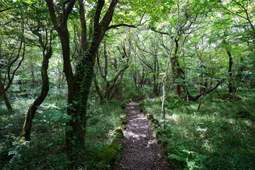 autumn pathway through mossy old trees