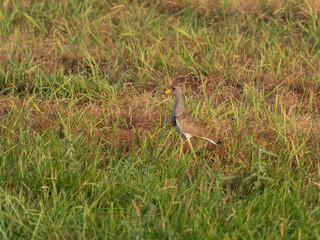 朝日に照らされた草原のケリ