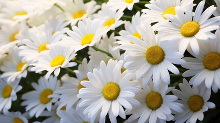 Obraz premium A photo of a bunch of daisies