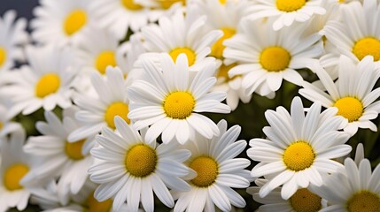 Obraz premium A photo of a bunch of daisies