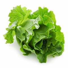 Lettuce. Salad leaf isolated on white background 