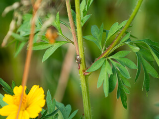 植物の茎にとまるハエトリグモ