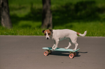 Jack Russell Terrier dog rides a penny board in the park. 