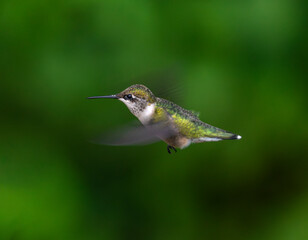 close up on flying ruby throated hummingbird