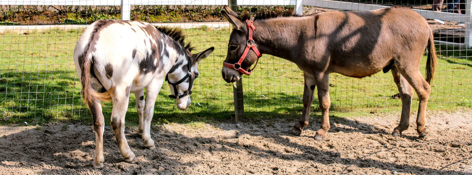selective focus donkey or mule or horse eating in the middle of the meadow during the day