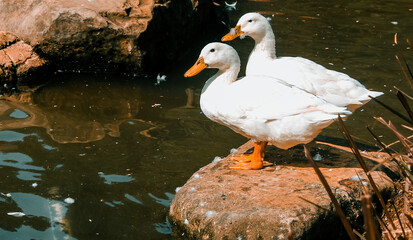 selective focus beautiful and graceful white swan swimming on the lake with warm color tones in the park during the day