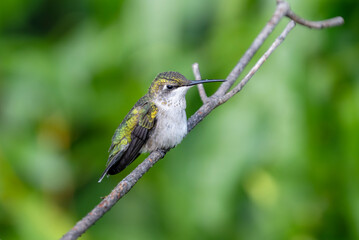 close up on ruby throated hummingbird standing on tree branch