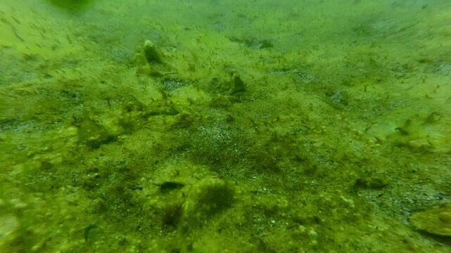 Sea bottom covered with layer colonial form of cyanobacteria, mats of blue-green algae, Close-up, Camera moves forward above green seabed