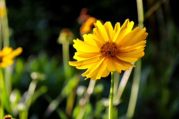 close-up selective focus beautiful yellow flower with little bee sucking on the nectar during the day with blurred background in the flower garden suitable for wallpaper or background