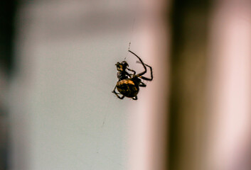 selective focus spider wrapping its prey (bee) trapped in its web and injecting its poison with...