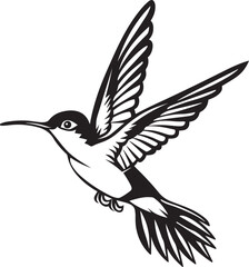 black and white hummingbird