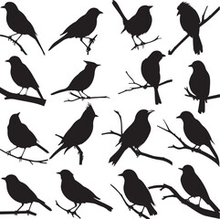 set of birds