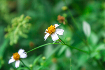 selective focus bellis perennis flower or Banwort or Bone Flower or Common Gowan or Dog Daisy or English Daisy or Goose Flower or Herb Margaret or Lawn Daisy Noon Flower or Woundwort in the garden © Rahman Ar-Rizqi