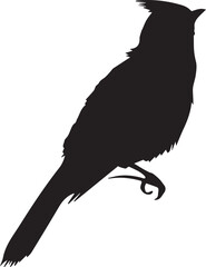 crow vector on white background 