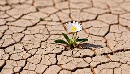 tiny white flower broke through dry cracked earth