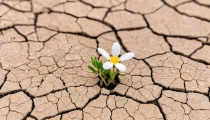 tiny white flower broke through dry cracked earth