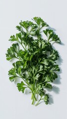 Obraz premium Fresh, lush green parsley leaves, isolated against a pristine white background