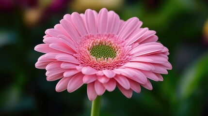 Obraz premium Close-up of a pink flower supported by a green stem, showcasing its vibrant color and natural charm.