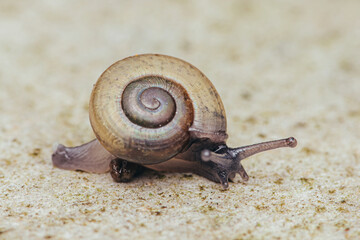 Asian Tramp Snail on floor.