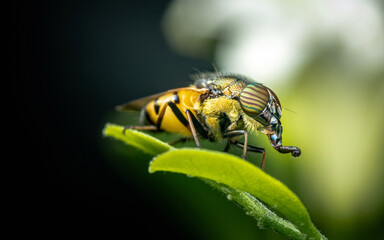 Hoverfly on Euphorbia milii flower.