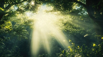 Fototapeta premium Enchanting forest scene with sun rays filtering through foliage. Ideal for adding text or logos