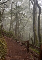Fototapeta premium foggy hiking trail in marin county california