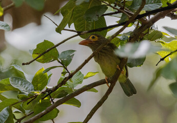 brown headed barbet bird on tree