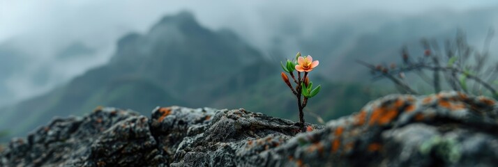 Delicate bloom flourishing on a high peak