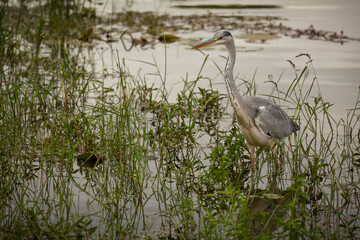 A beautiful grey heron, a predatory wading bird, camouflaged amongst the reeds hunts for insects and fish in the shallow waters in the evening at a waterhole in a game reserve in South Africa.