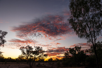 Sunset amongst the eucalypt gum trees with pink clouds and an orange glow at Quilpie in Queensland, Australia.