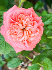 London Eye Rose .Peach-Pink petals,cup shape.fragrance plant