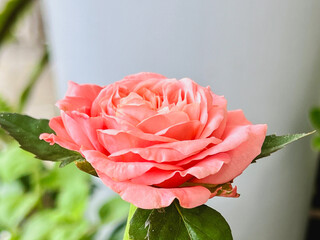 London Eye Rose .Peach-Pink petals,cup shape.fragrance plant
