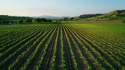 Sustainable farming with diverse crops and solar irrigation under a clear sky