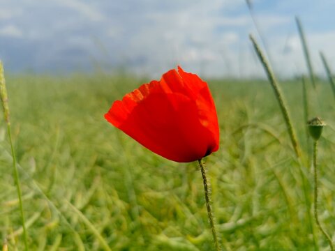 Mohnblume in einem Weizenfeld