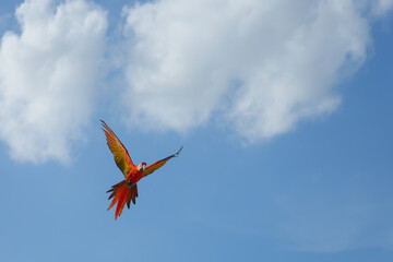 macaw parrot  bird free flying in the sky
