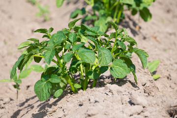 Potatoes growing in the field. Solanum tuberosum.