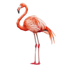 Obraz premium flamingo on white, Flamingo