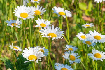 Fototapeta premium Beautiful white flowers of Leucanthemum vulgare. ox-eye daisy, oxeye daisy, dog daisy, marguerite.