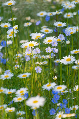 Fototapeta premium White ox-eye daisy flowers and blue perennial flax flowers in a meadow. Floral background.