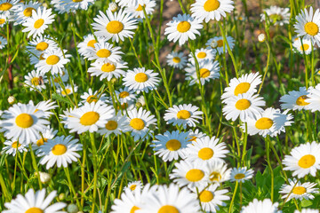 Beautiful white flowers of Leucanthemum vulgare. ox-eye daisy, oxeye daisy, dog daisy, marguerite.