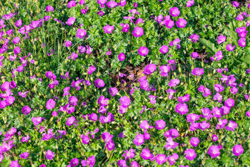 Beautiful purple flowers of Geranium sanguineum. bloody crane's-bill, bloody geranium.