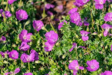 Beautiful purple flowers of Geranium sanguineum. bloody crane's-bill, bloody geranium.