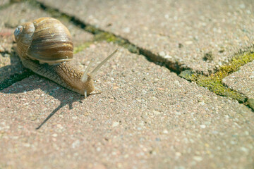 A snail crawls on the ground. a shelled gastropod.